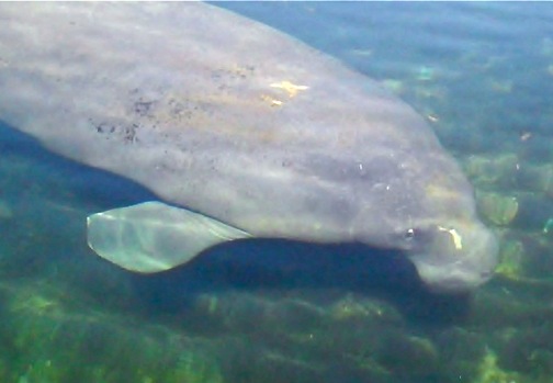 manatee kings bay VIDEO: Kayak/Canoe wtih Manatees in Crystal River, Florida